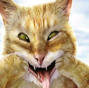 Meet your Posher, Dana